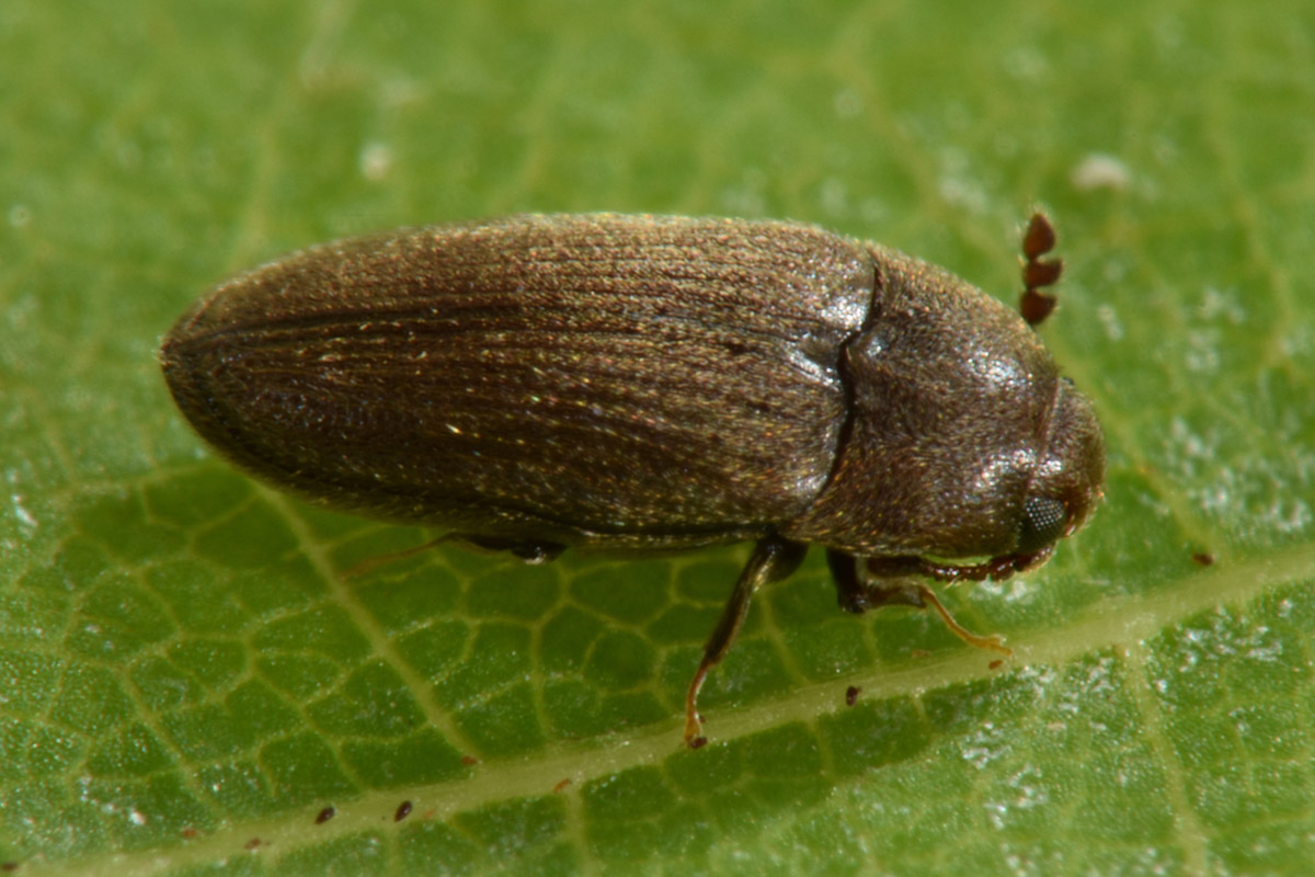 Throscidae: Aulonothroscus cfr. brevicollis